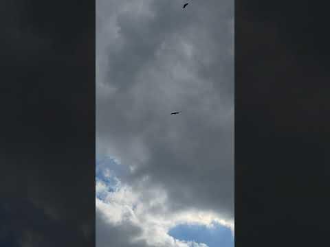 Preview image for the video "Busa 2023 09 vid20230901173331".